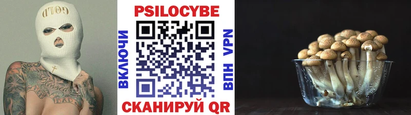 Псилоцибиновые грибы Psilocybine cubensis  Купить закладки  Котельнич 
